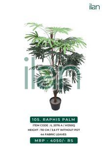 raphis palm 2076 a plant