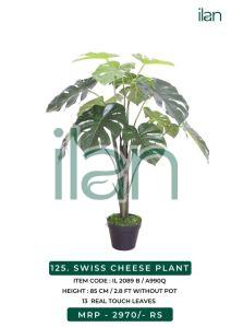 SWISS CHEESE PLANT 2089 B, Size : 2.8 FT