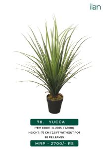 YUCCA