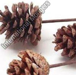 Dried Pine Flower with Stick