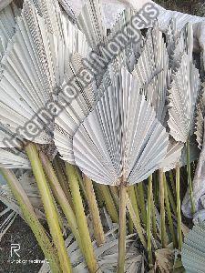 Dry palm leaf