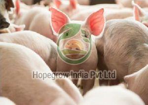 Pig Farming Services