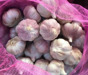 Fresh Chinese Garlic