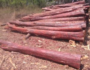 Red Sandal Wood Log