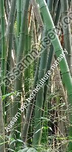 bamboo plant