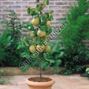Pear Fruit Plant