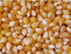 Poultry Feed Yellow Maize