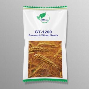 GT 1200 Wheat Seeds
