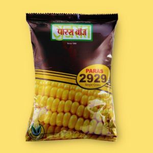 Paras 2929 Single Cross Yellow Maize Seeds