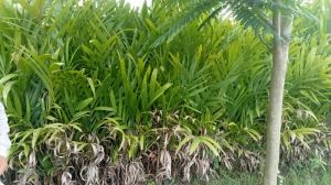 green arecanut plant