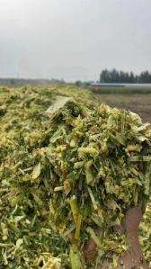 Corn Silage, Grade Standard : Feed Grade