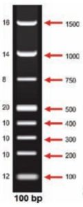 100 BP DNA Ladder