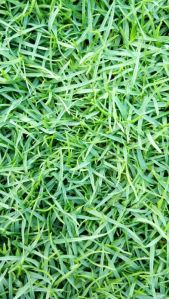 Barmuda Grass(Australian Grass)