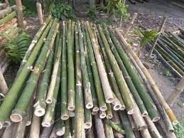 Bamboo Pole