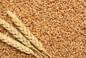 Fresh Wheat Grain