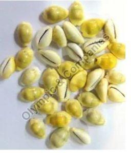 Natural Yellow Cowrie Shell