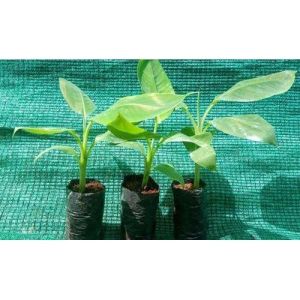 G9 Banana Plants polybag
