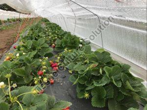 Strawberry Runner Plant