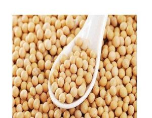 organic raw non-gmo soybeans