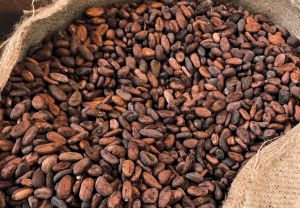 raw dried cocoa beans