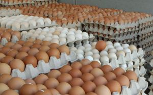 white brown chicken eggs