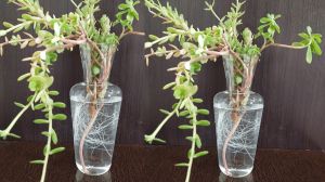 Borosilicate glass planter, pot
