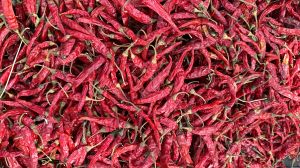Armour red chillies