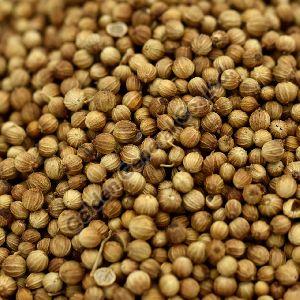 Coriander