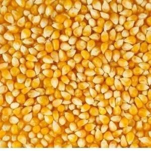 A Grade Maize Seeds