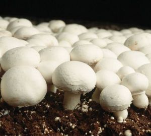 button mushroom