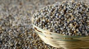 Bajra Seed