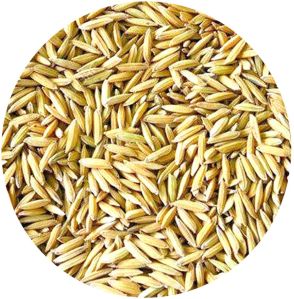 Paddy Seed For Agriculture