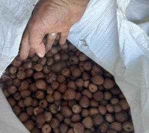 Raw Roasted Areca Nut For Human Consumption