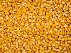 Yellow Maize Seeds