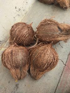 Semi Husked Coconuts