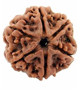 6 Mukhi Rudraksha