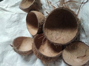 Coconut Shell For Making Charcoal