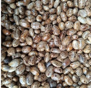 Caster Seed For Manufacturer