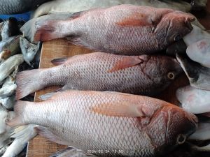 Frozen Red Snapper Fish