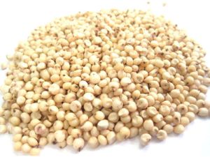 Sorghum Seeds For Used In Porridge, Flour, Beverages, Animal Feed