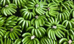 Organic Fresh G9 Cavendish Banana For Human Consumption