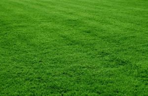 Mexican Natural Lawn Grass For School, Personal Garden, Private Villa