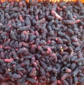 Frozen Indian Mulberry, Taste : Sweet