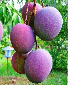 Mango Fruit Plant Mango Fruit Plant