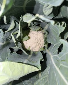 Organic Cauliflower, Certification : CE Certified