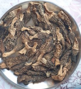 Organic A Grade Morels Mushroom, Packaging Size : 7kg