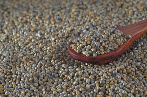 Natural Fine Processed Green Pearl Millet For Cooking