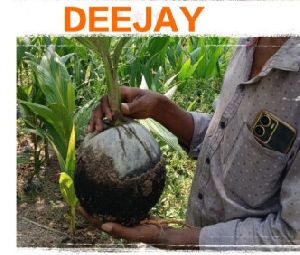 Deejay Sampoorna Coconut Plant