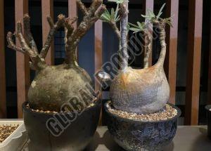 Stainless Steel Pachypodium Gracilius, Width : 50mm, 70mm