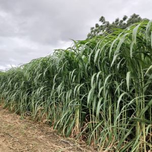 Organic Napier Silage